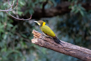 A Greater Yellownape perched on top of a tree branch on the outskirts of Sattal town in Uttarakhand