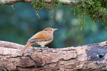 A Striated laughingthrush perched on top of a tree branch on the outskirts of sattal town in Uttarakhand