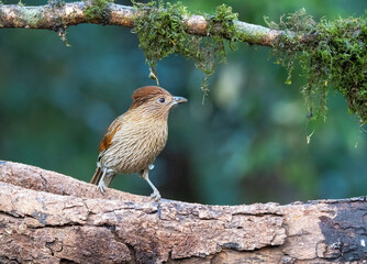 A Striated laughingthrush perched on top of a tree branch on the outskirts of sattal town in Uttarakhand