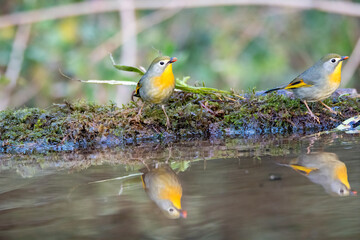 A red-billed leiothrix drinking water from a small waterhole in a bird hide on the outskirts of Sattal, Uttarakhand 