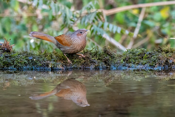 A Streaked laughingthrush drinking water from a water hole inside Sattal forests in Uttarakhand 