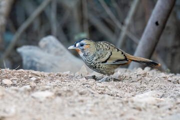 A Rufus-chinned laughingthrush perched on top of a tree branch on the outskirts of city of Sattal in Uttarakhand