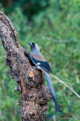 A gray treepie perched on a tree branch feeding on seeds in the outskirts of Sattal in Uttarakhand