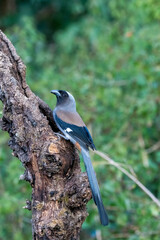 A gray treepie perched on a tree branch feeding on seeds in the outskirts of Sattal in Uttarakhand
