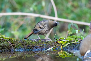 A Rufus-chinned laughingthrush perched on top of a tree branch on the outskirts of city of Sattal in Uttarakhand