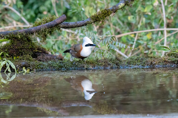 A white-crested laughingthrush perched near a waterhole with its reflection in the water in a bird hide on the outskirts of Sattal, Uttarakhand 