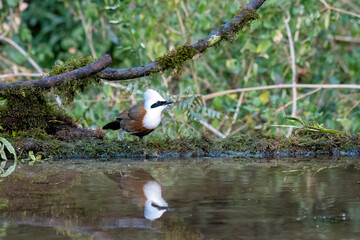 A white-crested laughingthrush perched near a waterhole with its reflection in the water in a bird hide on the outskirts of Sattal, Uttarakhand 