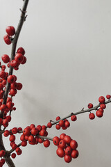 Red berries Ilex branches on a white wall background.