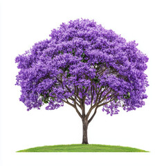 Obraz premium jacaranda tree with vibrant purple blossoms stands majestically on grassy hill, showcasing its stunning beauty and providing serene atmosphere