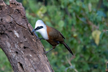 A white throated laughingthrush perched next to a waterbody with its reflection in the water on the outskirts of sattal, Uttarakhand 