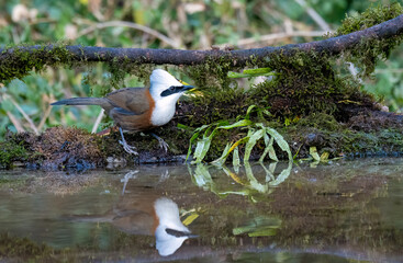 A white throated laughingthrush perched next to a waterbody with its reflection in the water on the outskirts of sattal, Uttarakhand 