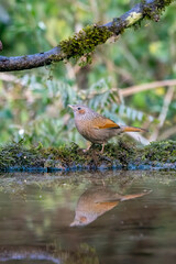 A Streaked laughingthrush drinking water from a water hole inside Sattal forests in Uttarakhand 