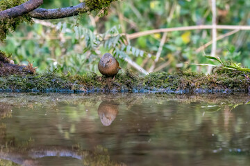 A Streaked laughingthrush drinking water from a water hole inside Sattal forests in Uttarakhand 
