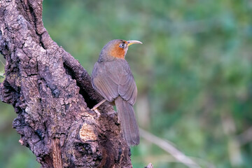 A Rusty cheeked Scimitar Babbler perched on top of a tree in the deep jungles on the outskirts of Sattal Town in Uttarakhand