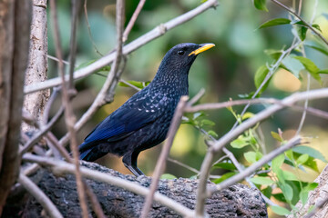 A blue whistling thrush perched on a top of tree branch on the outskirts of Sattal town in Uttarakhand