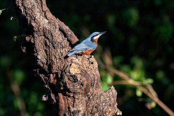 A beautiful Chestnut-bellied Nuthatch perched on top of a branch on the outskirts of Sattal city in Uttarakhand 