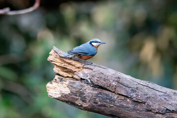 A beautiful Chestnut-bellied Nuthatch perched on top of a branch on the outskirts of Sattal city in Uttarakhand 