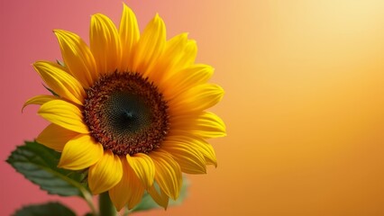 A single yellow sunflower with green leaves on a pink and orange background