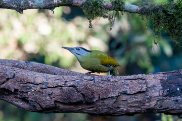 A Greater Yellownape perched on top of a tree branch on the outskirts of Sattal town in Uttarakhand
