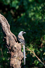 A gray treepie perched on a tree branch feeding on seeds in the outskirts of Sattal in Uttarakhand