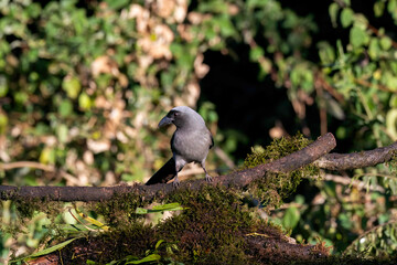A gray treepie perched on a tree branch feeding on seeds in the outskirts of Sattal in Uttarakhand