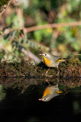 A red-billed leiothrix drinking water from a small waterhole in a bird hide on the outskirts of Sattal, Uttarakhand 
