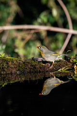 A red-billed leiothrix drinking water from a small waterhole in a bird hide on the outskirts of Sattal, Uttarakhand 
