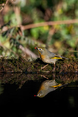 A red-billed leiothrix drinking water from a small waterhole in a bird hide on the outskirts of Sattal, Uttarakhand 