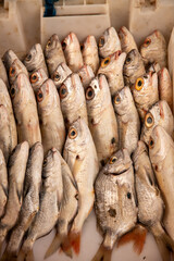 Small shiny fish stacked neatly in white box at fish market