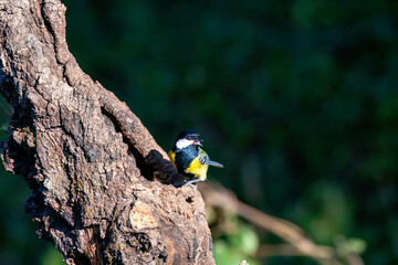 A green-backed tit perched on a tree on the outskirts of Sattal in Uttarakhand 