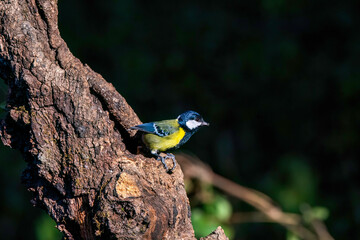 A green-backed tit perched on a tree on the outskirts of Sattal in Uttarakhand 