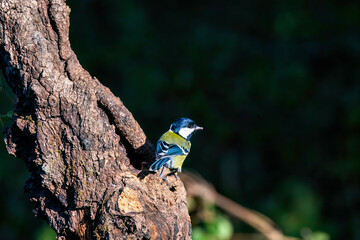 A green-backed tit perched on a tree on the outskirts of Sattal in Uttarakhand 
