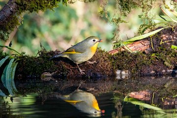 A red-billed leiothrix drinking water from a small waterhole in a bird hide on the outskirts of Sattal, Uttarakhand 