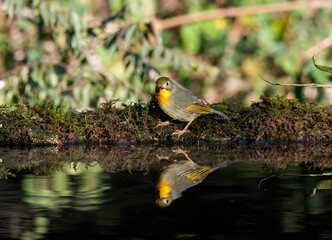 A red-billed leiothrix drinking water from a small waterhole in a bird hide on the outskirts of Sattal, Uttarakhand 