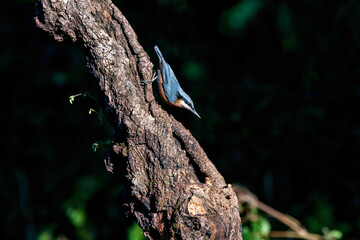 A beautiful Chestnut-bellied Nuthatch perched on top of a branch on the outskirts of Sattal city in Uttarakhand 