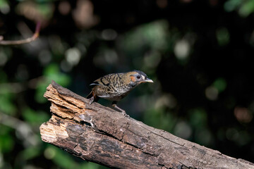 A Rufus-chinned laughingthrush perched on top of a tree branch on the outskirts of city of Sattal in Uttarakhand