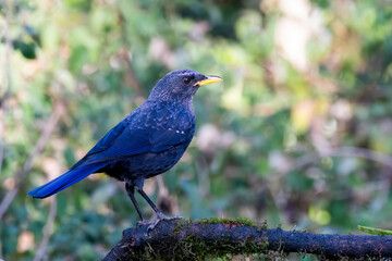 A blue whistling thrush perched on a top of tree branch on the outskirts of Sattal town in Uttarakhand