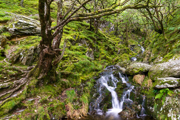Waterfall in woodland