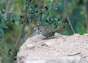 A Rufus-chinned laughingthrush perched on top of a tree branch on the outskirts of city of Sattal in Uttarakhand