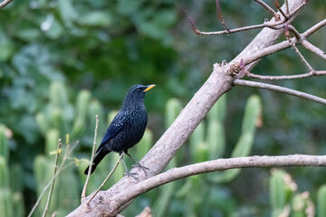 A blue whistling thrush perched on a top of tree branch on the outskirts of Sattal town in...