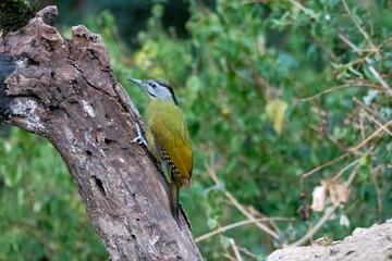 A gray treepie perched on a tree branch feeding on seeds in the outskirts of Sattal in Uttarakhand