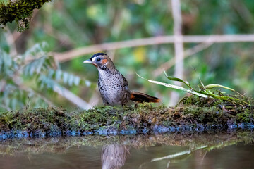 A Rufus-chinned laughingthrush perched on top of a tree branch on the outskirts of city of Sattal in Uttarakhand