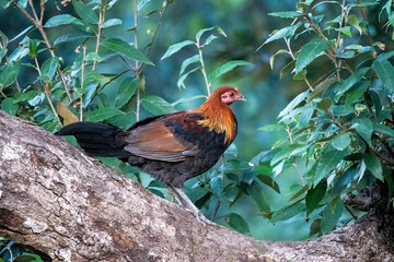 A red jungle fowl feeding on the seeds in a feeding station on the outskirts of Sattal, Uttarakhand 