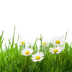 Grass with white daisies