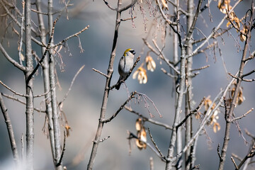 A red-headed bullfinch perched on top of a branch in the bushes on top of the mountains of Chopta, Uttarakhand 