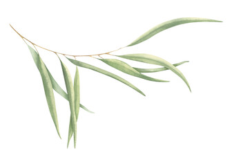 Fototapeta premium Botanical painting of elegant green eucalyptus branch. Watercolor hand drawn illustration isolated on white background. Greenery drawing for wedding invitations, birthday cards, designs, templates