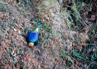 Obraz premium A beautiful himalayan Monal forging on the ground underneath snow on the mountain of Tunganath in Chopta, Uttarakhand 