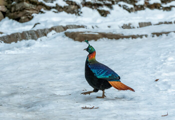 A beautiful himalayan Monal forging on the ground underneath snow on the mountain of Tunganath in...