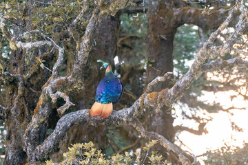 A beautiful himalayan Monal forging on the ground underneath snow on the mountain of Tunganath in Chopta, Uttarakhand 