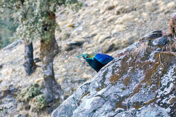 A beautiful himalayan Monal forging on the ground underneath snow on the mountain of Tunganath in Chopta, Uttarakhand 